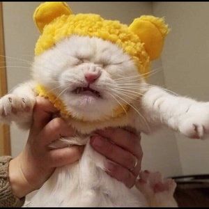 Meet your Posher, Paisley